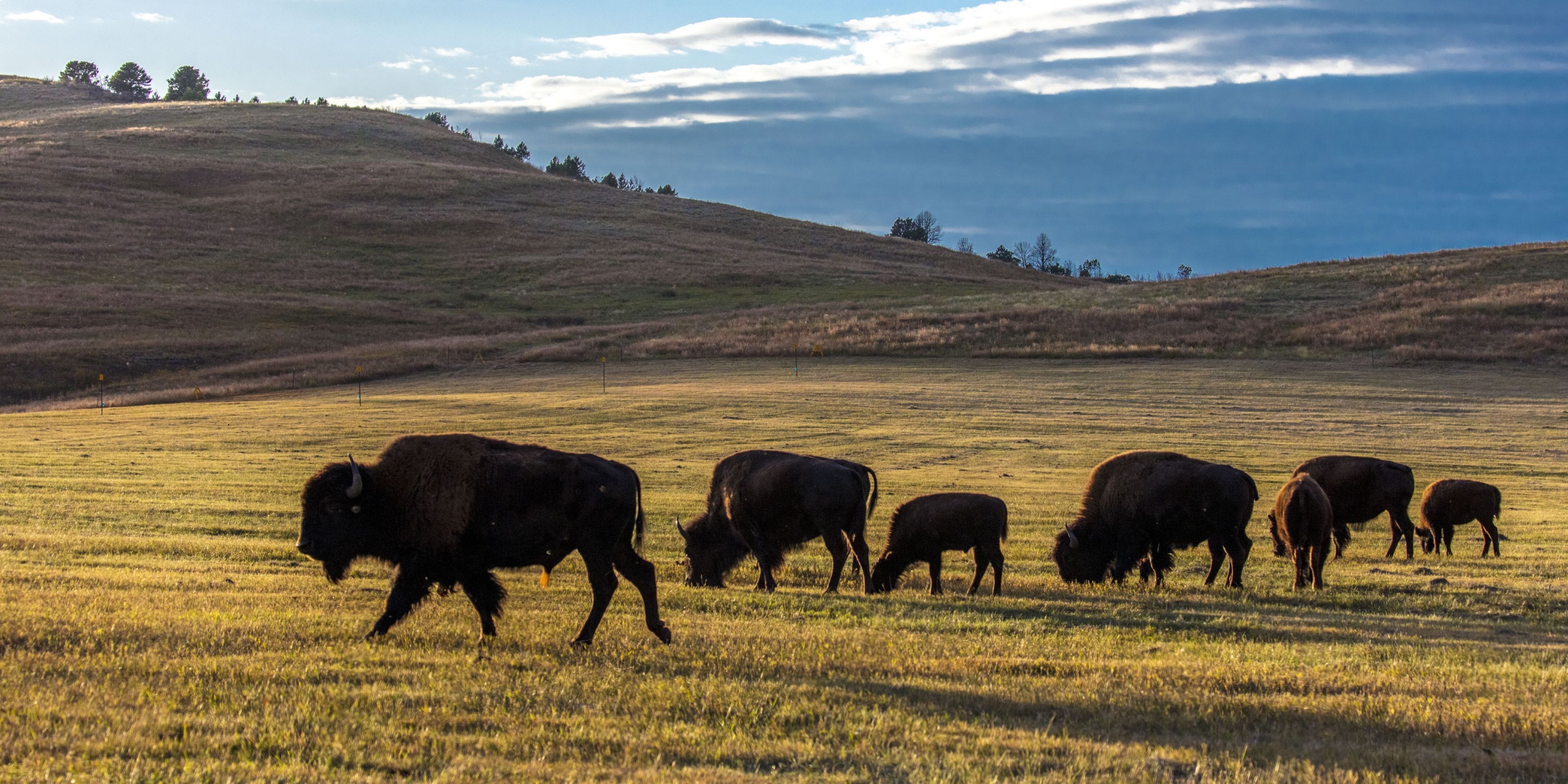 Herd of bison grazing with rolling hills in background (© Visions of America/Universal Images Group/Getty Images)