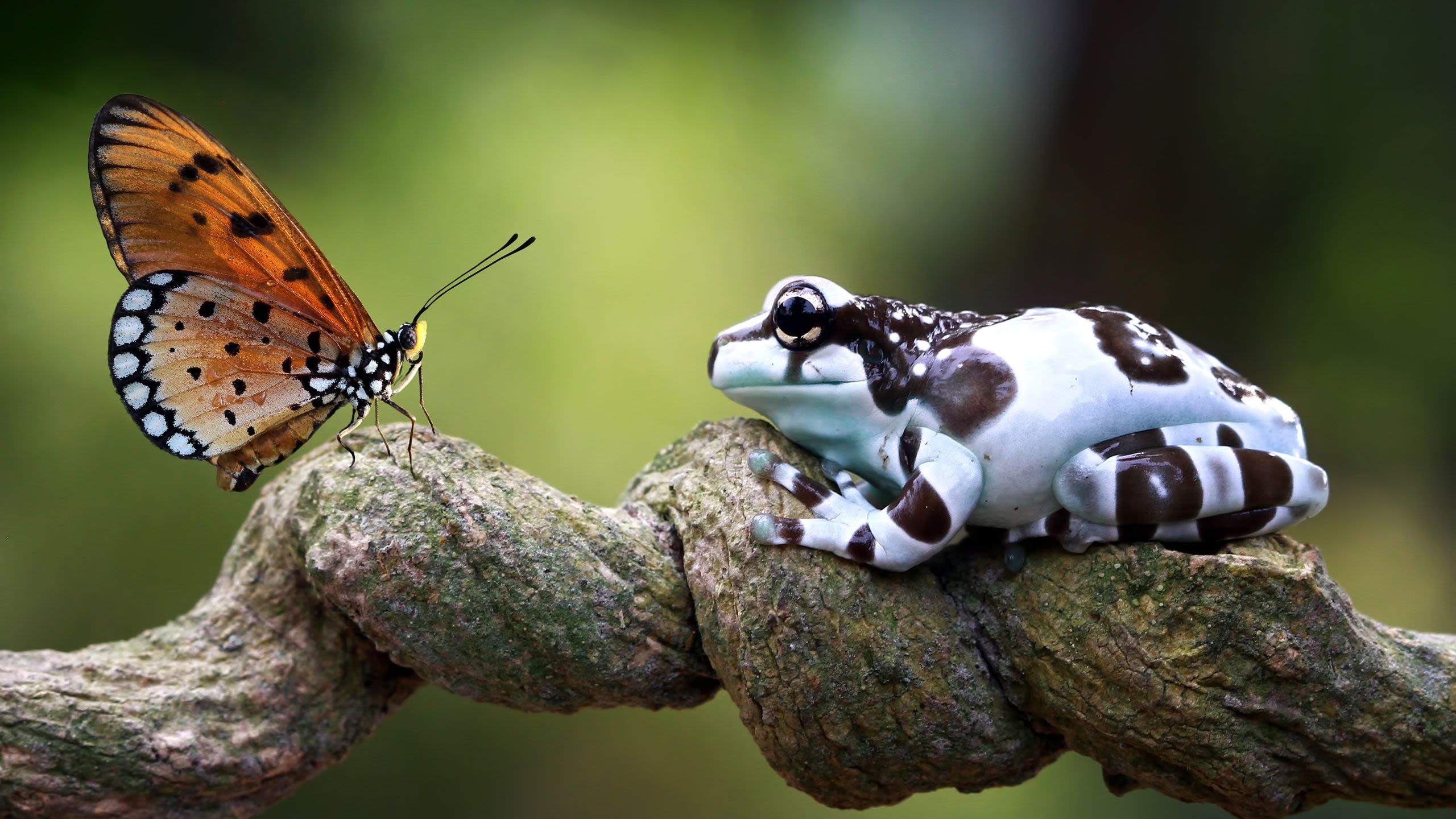 Butterfly and frog facing each other on tree branch (© Kurit afshen/Shutterstock.com)