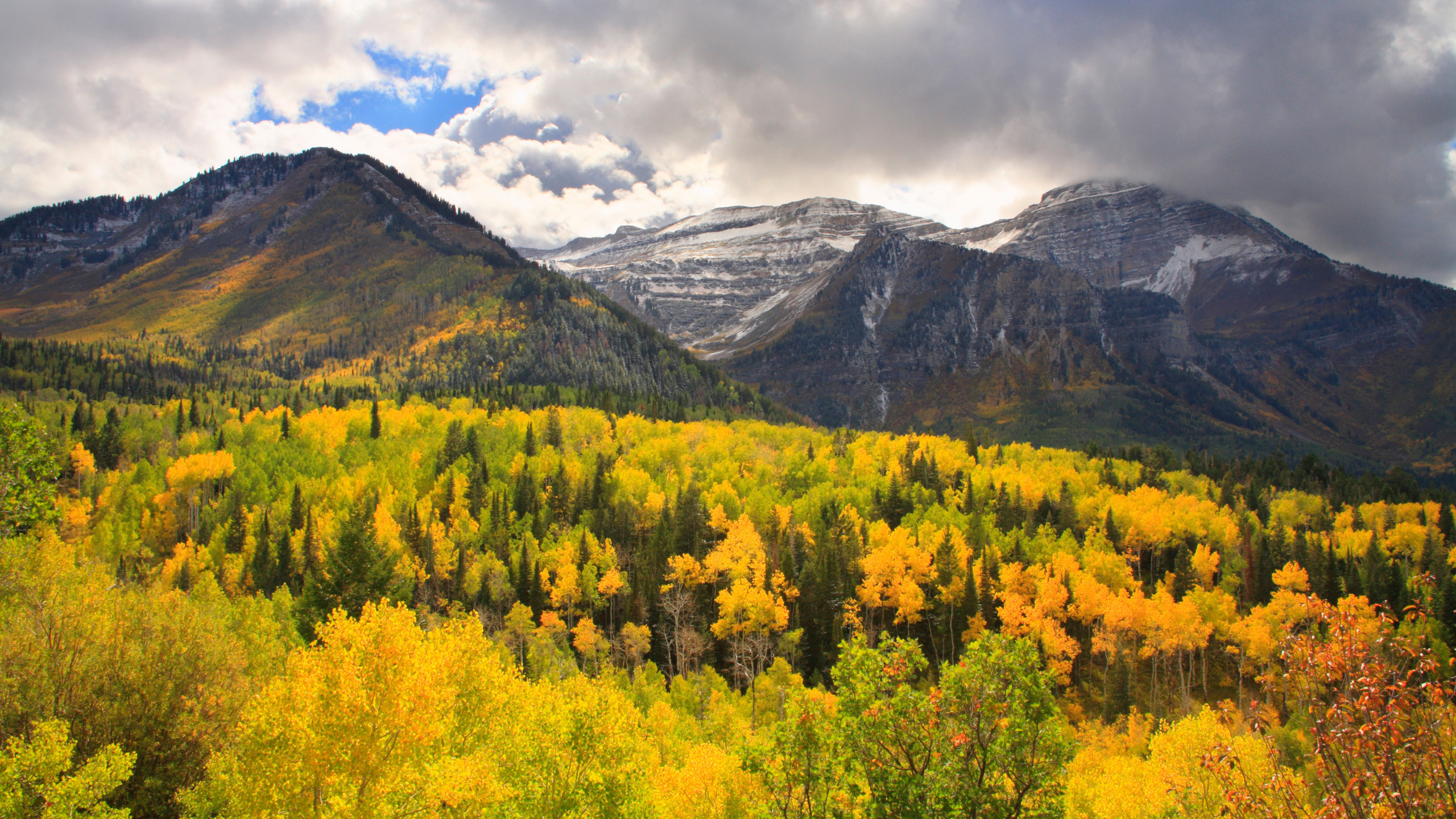 a lush forest sits beneath a range with snowcapped mountains