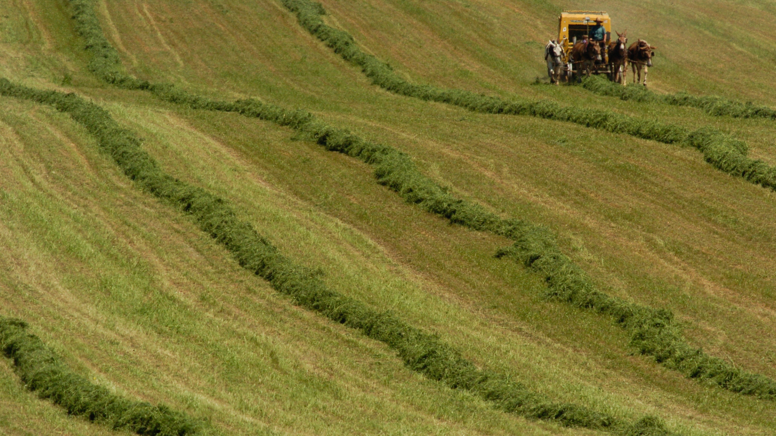 horses pull a wagon in a large field