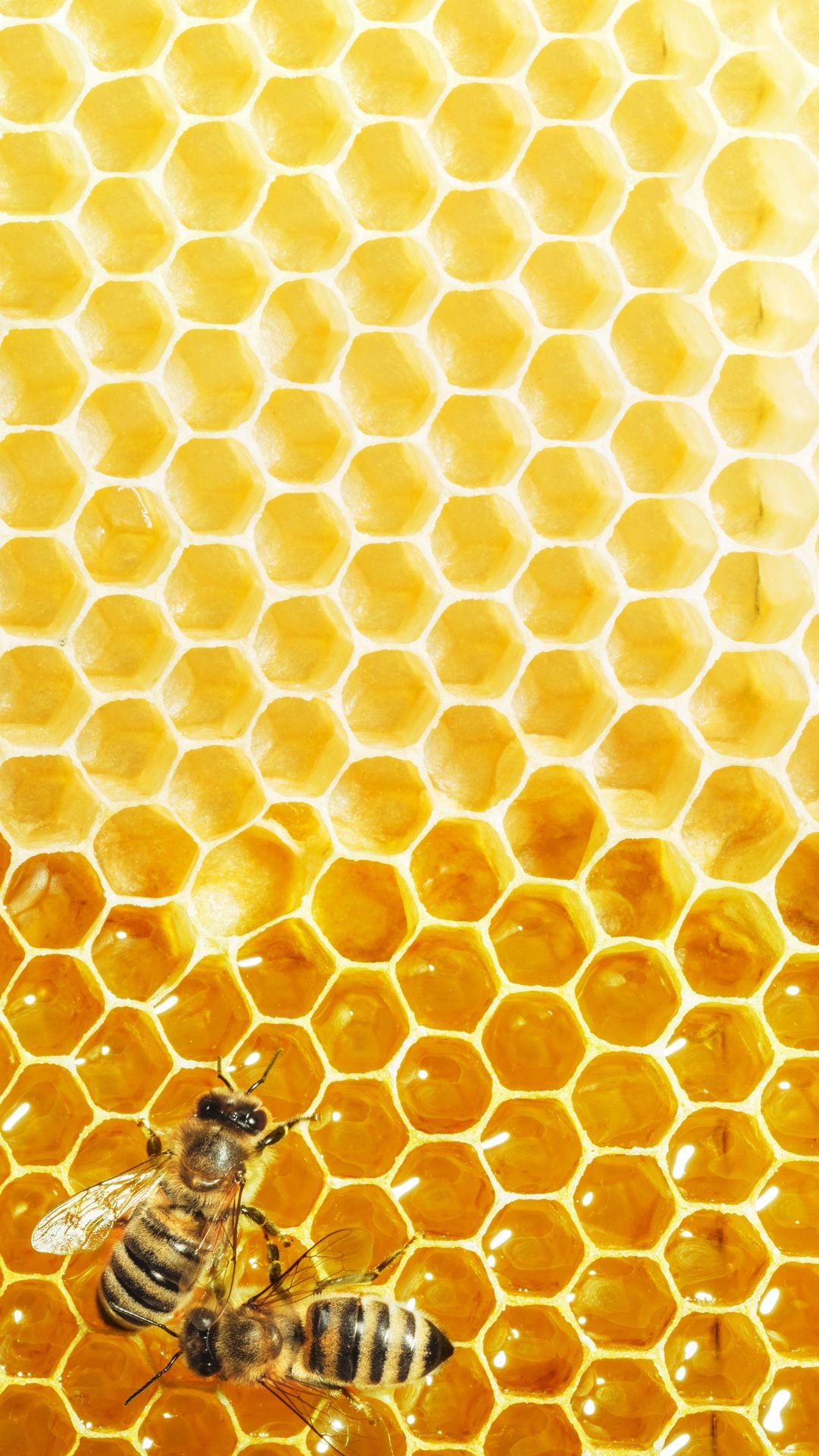 Do you have the buzz on bees 