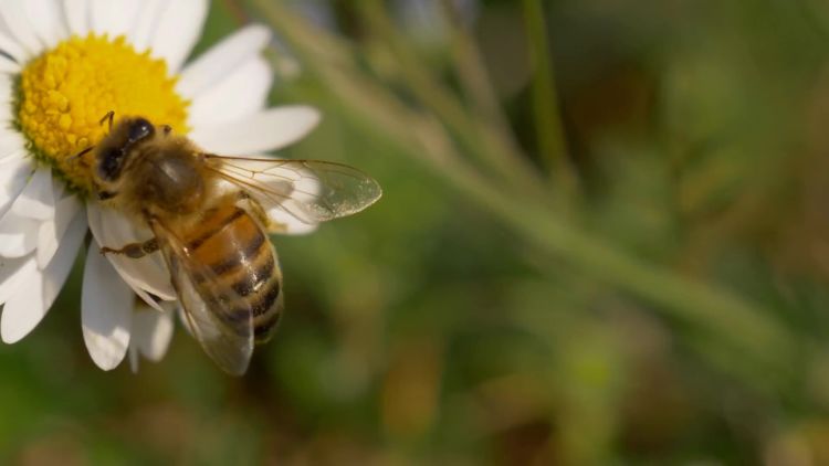 Here's all the buzz about honeybees