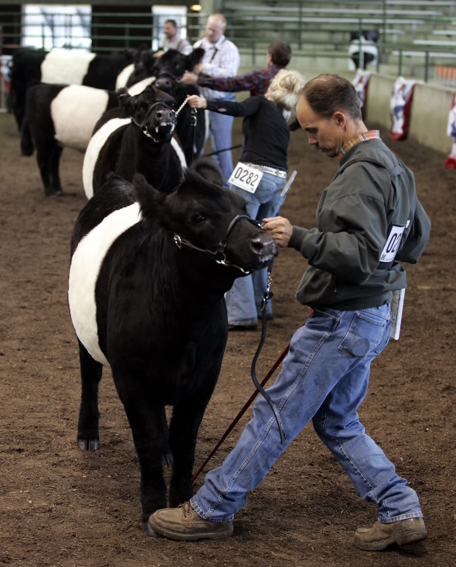 Exhibitors presenting cattle during a livestock show (© Allen Fredrickson/Reuters)