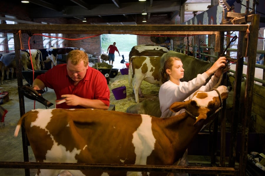 Man and girl grooming a cow in preparation for competition (© Image Source Limited/Alamy)