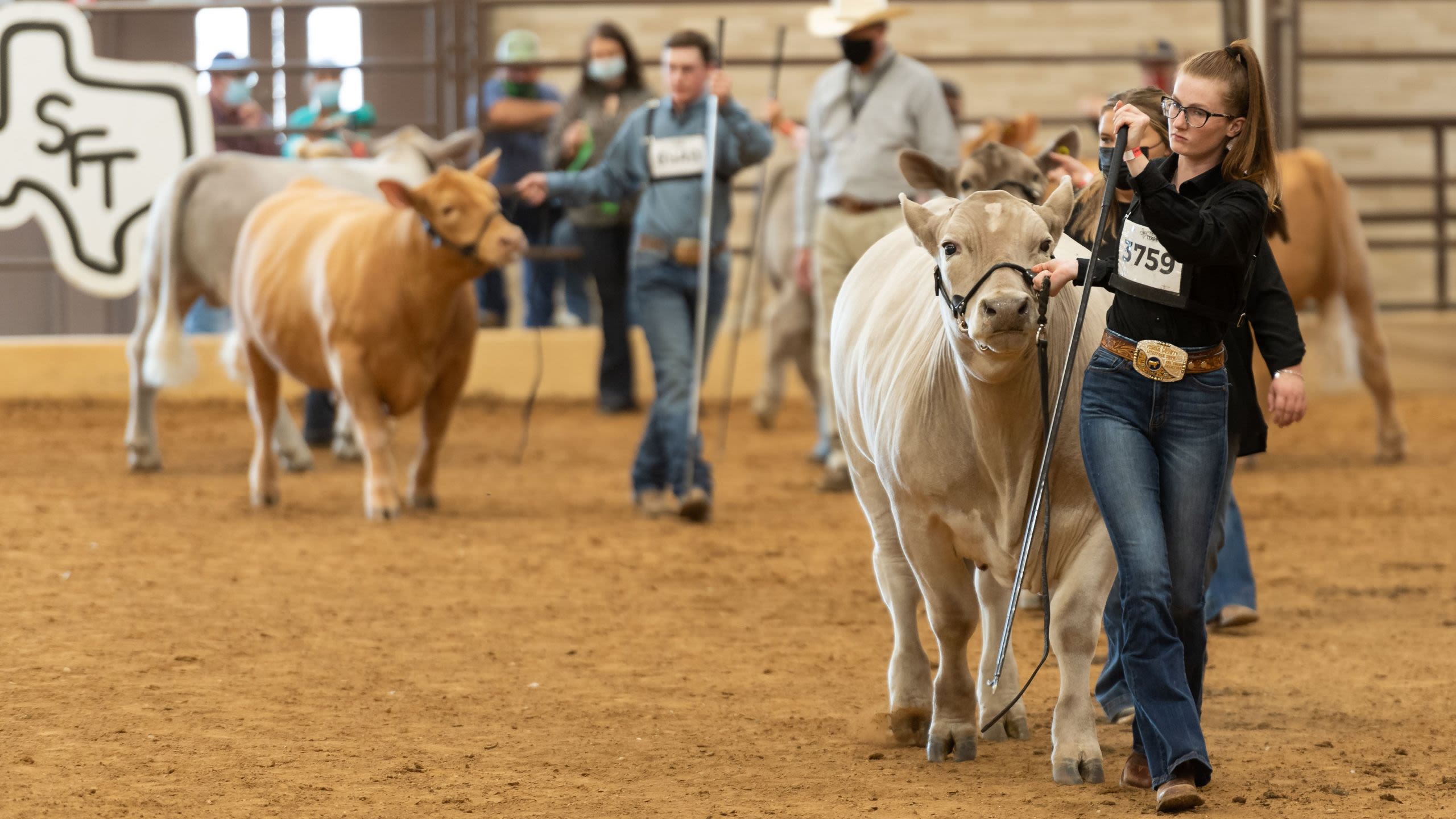 Young exhibitors lead cattle around the show ring at a livestock competition (Courtesy of State Fair of Texas)