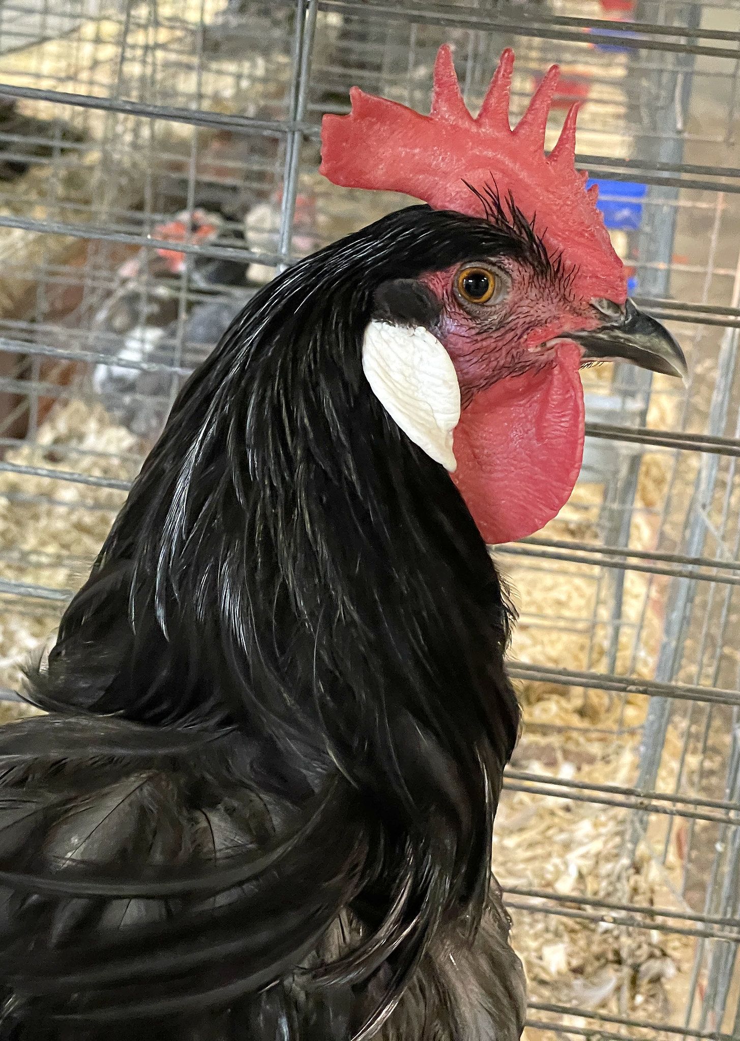 Black rooster with white earlobes inside a cage (© Michael J. Okoniewski/New York State Fair)