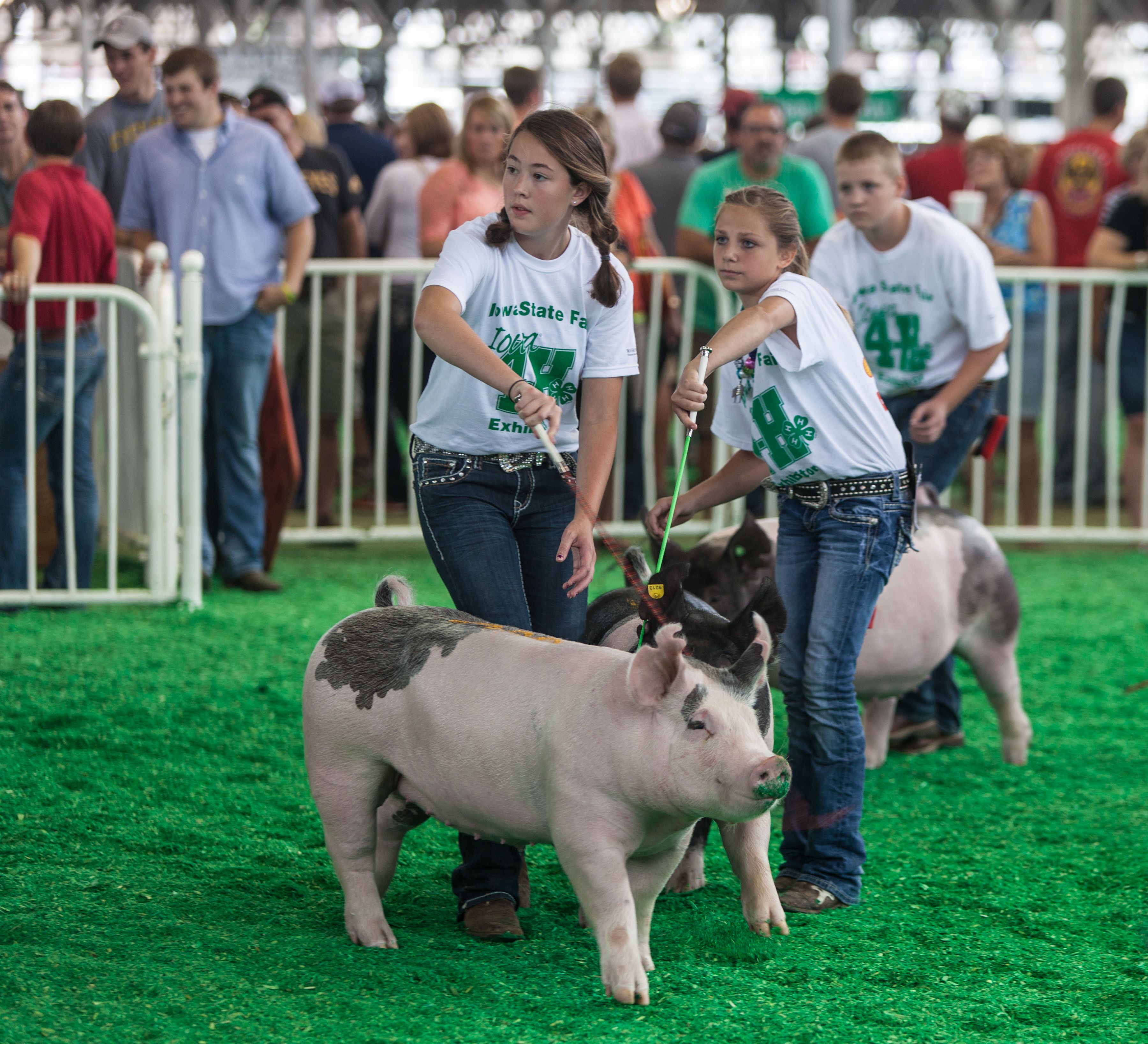 Children guiding pigs in a swine show ring (© Shutterstock)