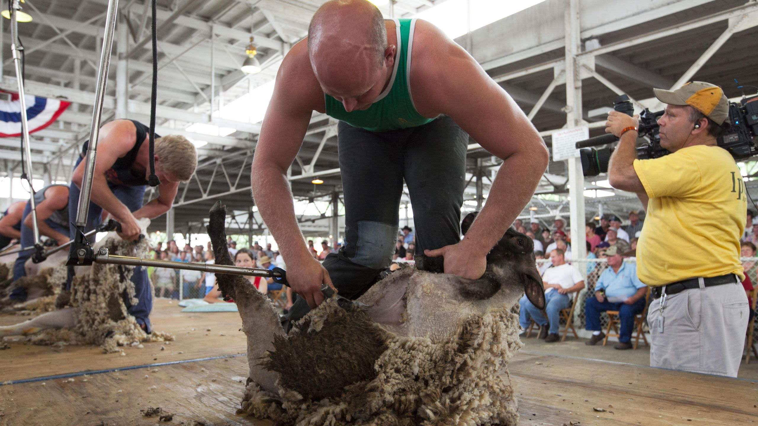 Man shearing a sheep in front of a crowd during a livestock competition (© Image Source Limited/Alamy)
