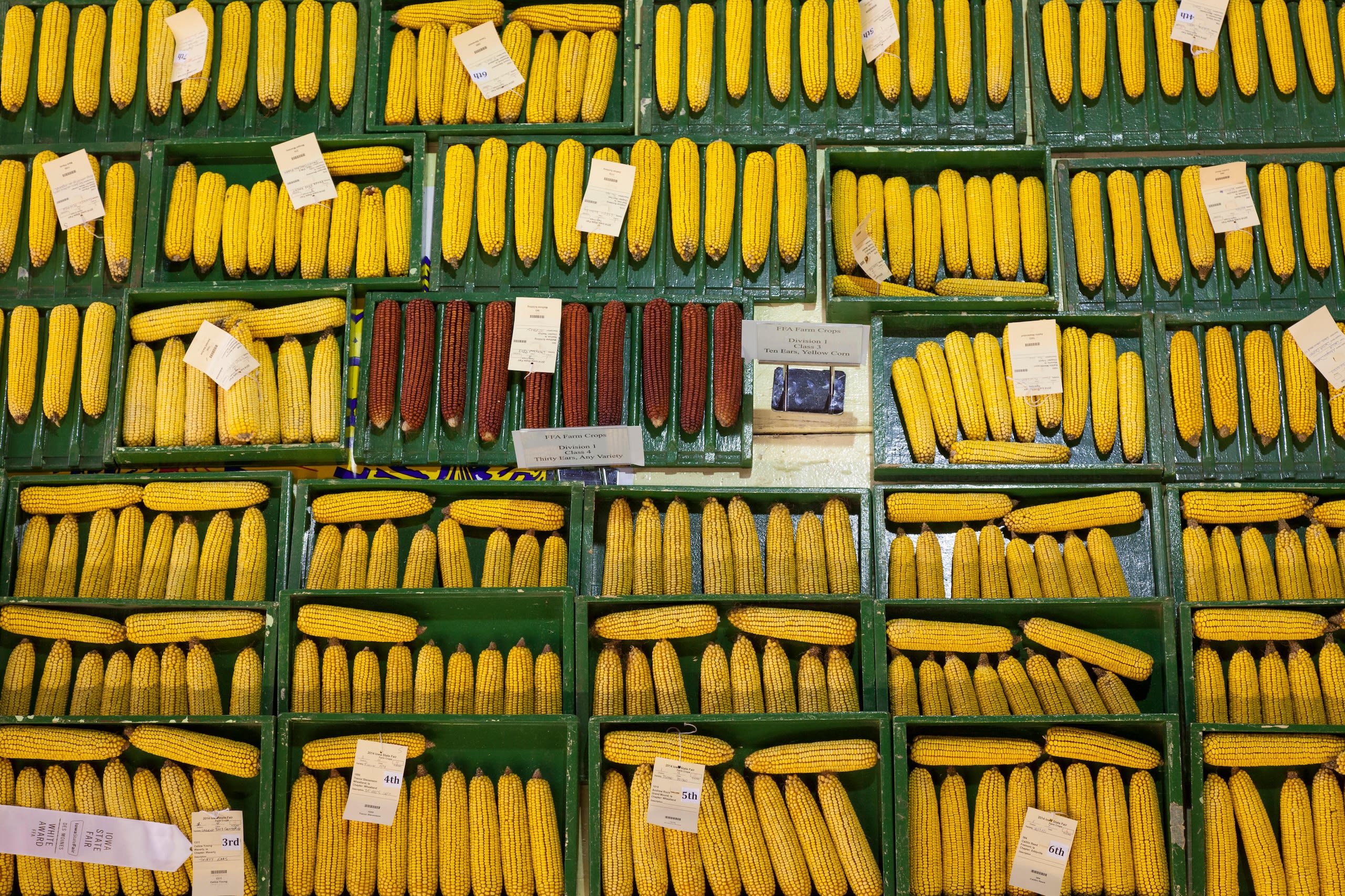 Rows of corn entries (© sdb/Alamy)