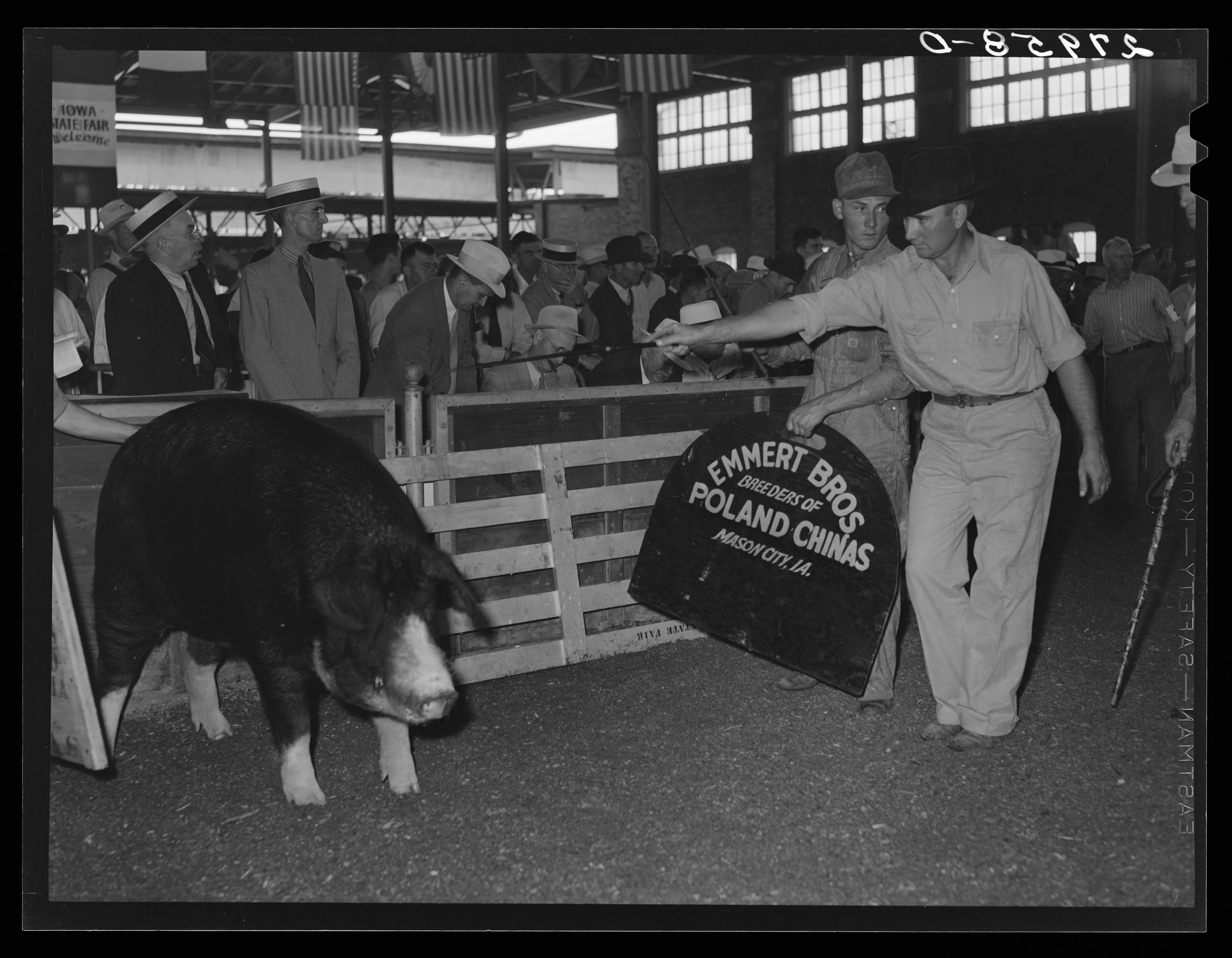 Men showing a hog in front of a crowd and judges (Library of Congress/FSA/Arthur Rothstein)