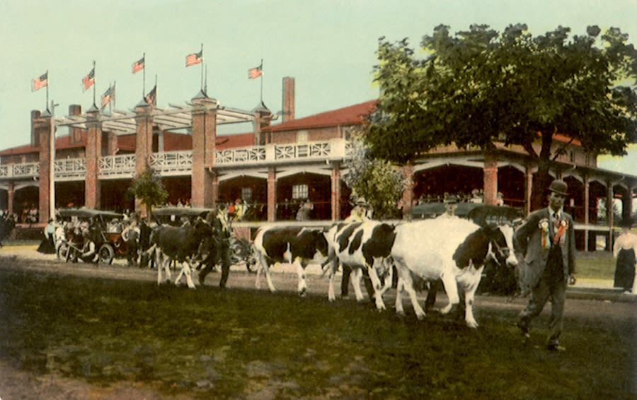 Vintage photo of a cattle parade at the Iowa State Fair (© Pictures Now/Alamy)