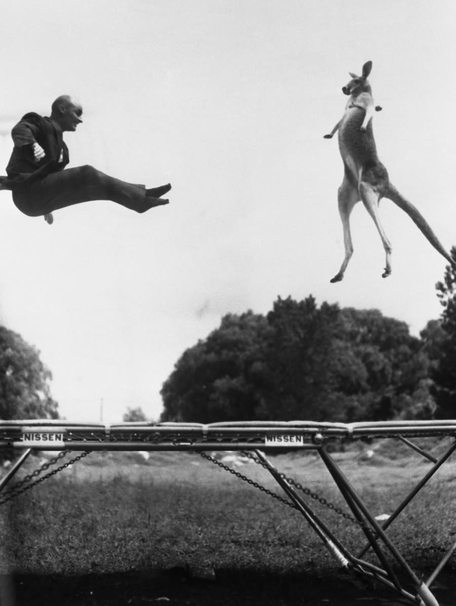 Man and kangaroo bouncing on a trampoline (© Bettmann/Getty Images)