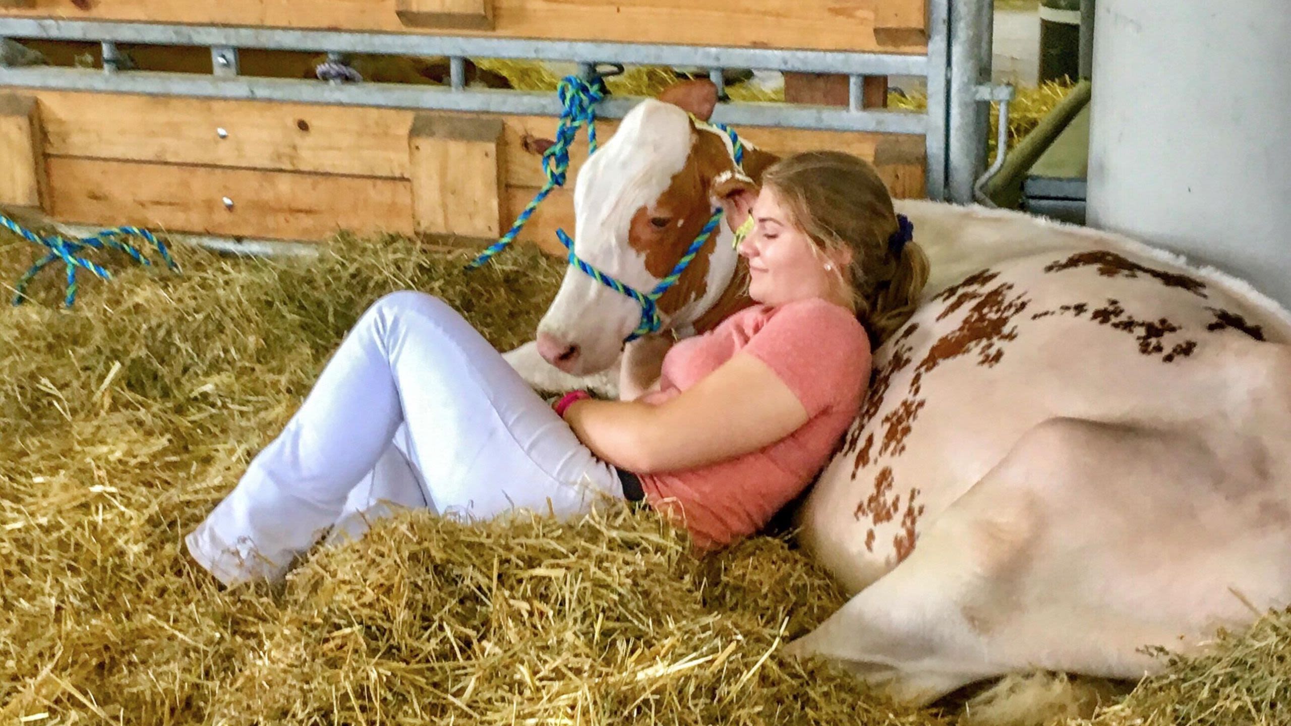 Girl relaxing in a barn against a cow on a bed of straw (© Diana J./StockimoNews/Alamy) 