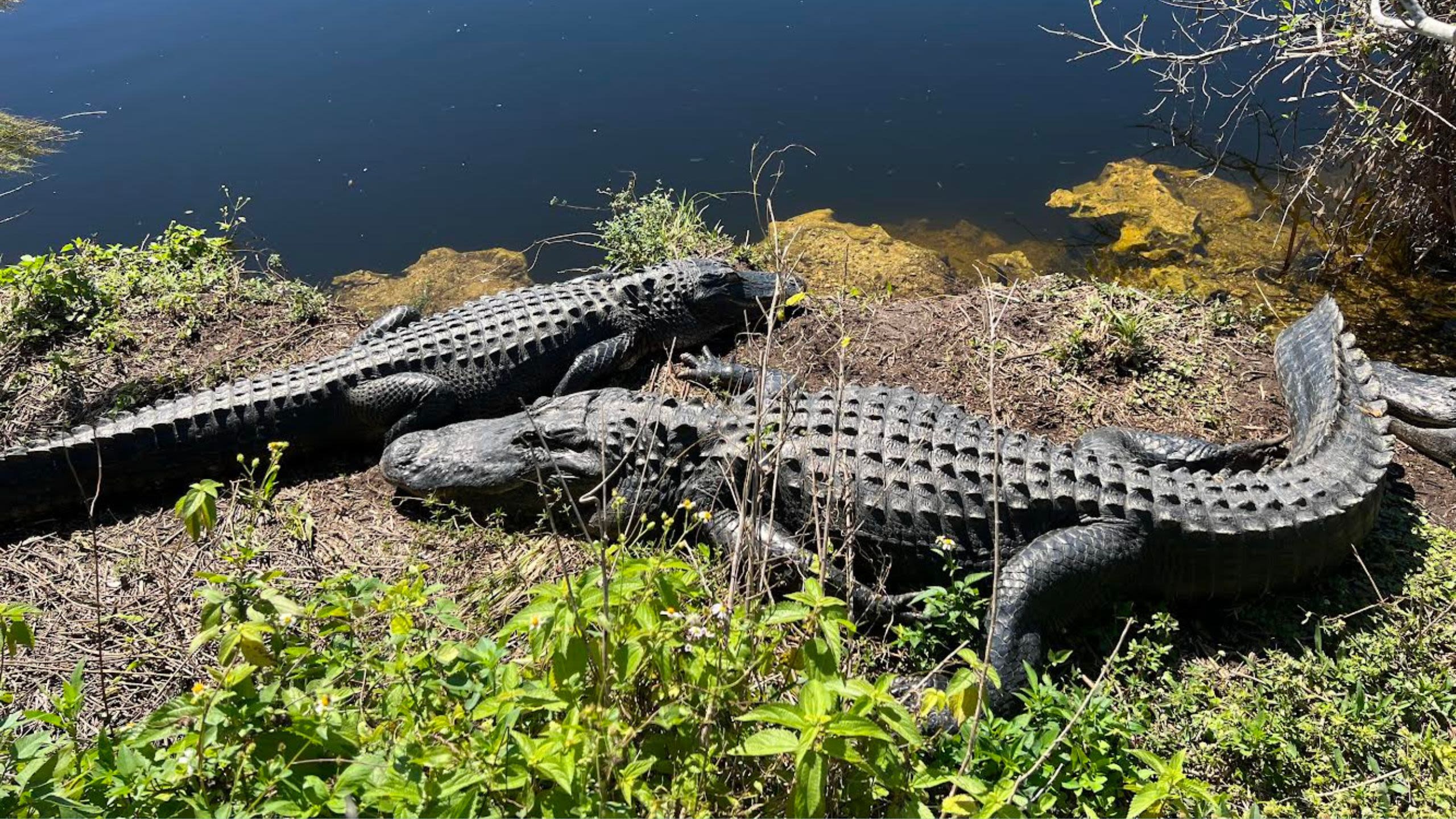 Two alligators (Courtesy of Alex Taylor-Fowles)