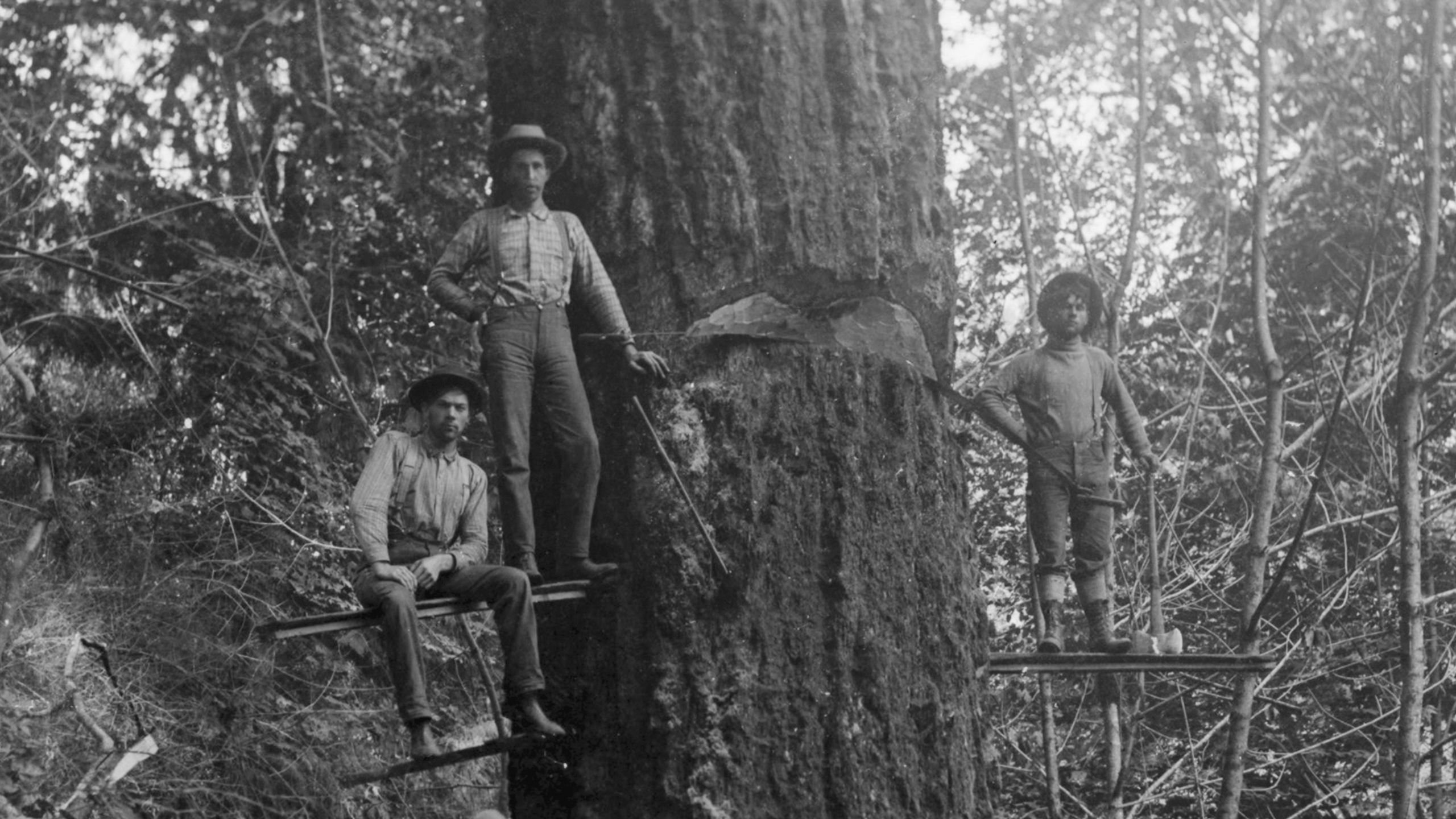 Loggers on springboards beside a giant tree, pausing to pose as they cut it (© The Montifraulo Collection/Getty Images)